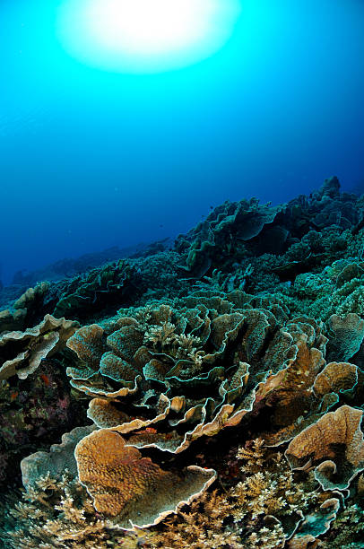 Cabbage coral in Banda, Indonesia underwater photo There are various coral reefs, hard coral Montipora. cabbage coral photos stock pictures, royalty-free photos & images