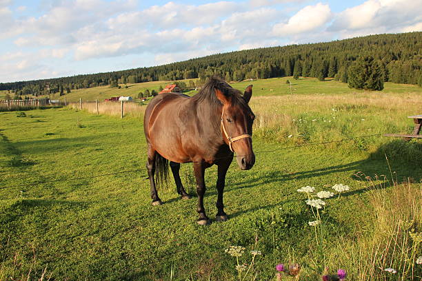 istock Horse eating in the meadows 527396811