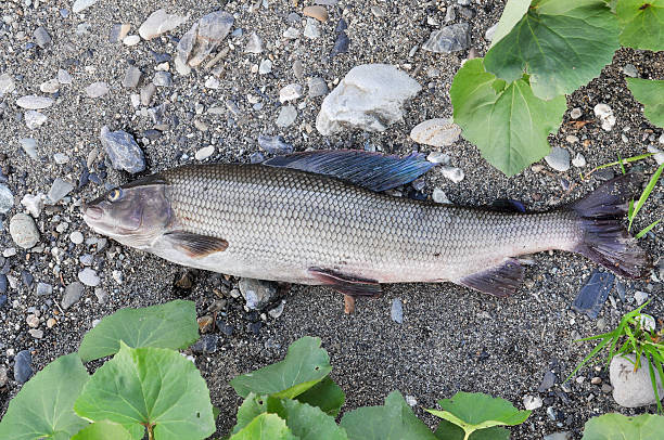 istock The European grayling. 527397559