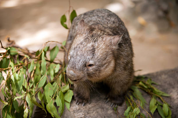 istock Hairy nosed wombat 527398103