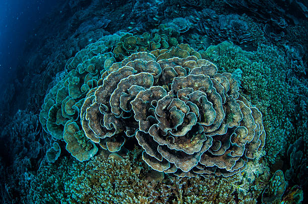 Cabbage coral in Banda, Indonesia underwater photo There are various coral reefs, hard coral Montipora. cabbage coral photos stock pictures, royalty-free photos & images