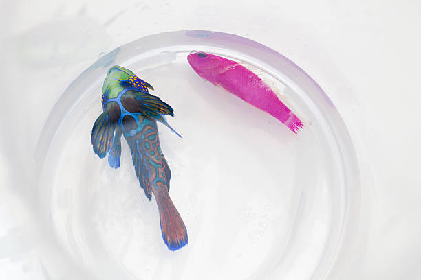 istock Dying saltwater fishes 527398491