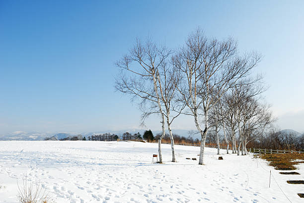 schnee winter schnee field - birch tree tree downy birch white stock-fotos und bilder