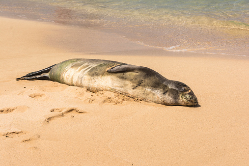 A view of the Hawaiian seal sleeping on the sand in Kauai, Hawaii