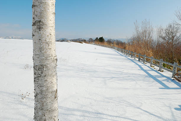 schnee winter schnee field - birch tree tree downy birch white stock-fotos und bilder