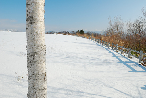 Birch tree and blue sky with Winter snow-covered field in Hokkaido Japan