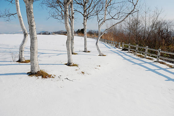 schnee winter schnee field - birch tree tree downy birch white stock-fotos und bilder