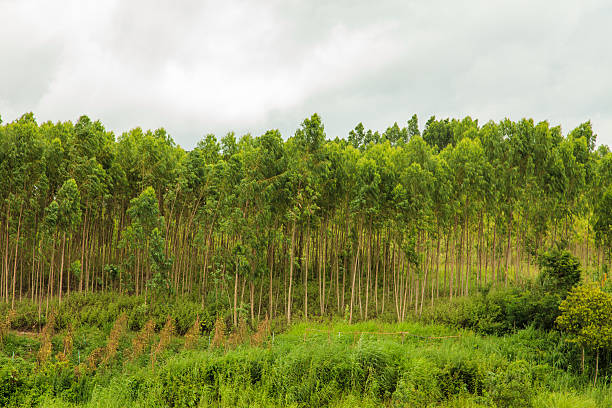 Eucalyptus field in Wang Nam Keaw district, Thailand stock photo