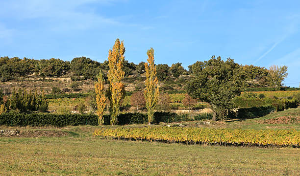 istock landscape  with poplars and vineyard 527438653