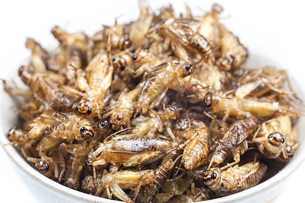 istock Fried crickets is the food in thai. 527438917