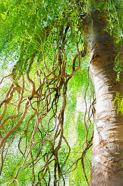 большое дерево ветвь - landscape tree field solitude стоковые фото и изображения