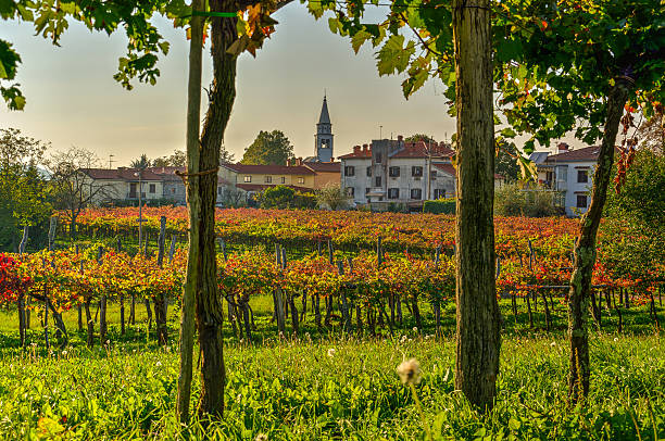 Vineyard in Autumn late afternoon in Slovenian Karst region