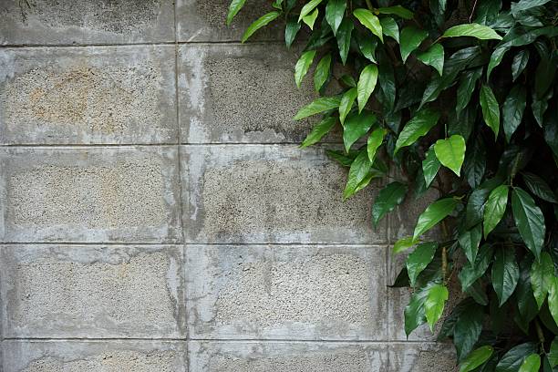 long pepper plant stick on the blocking wall