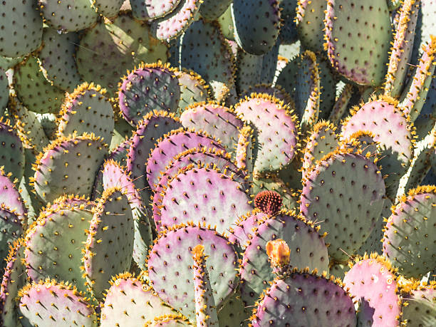istock Opuntia cacti with buds and spines 527442119