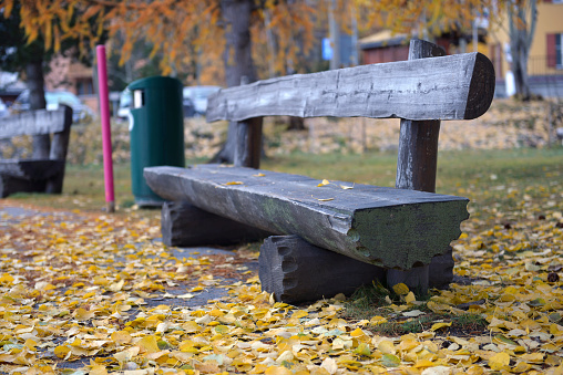 Bench in a park on a sunny autumn's day