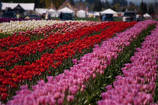 istock tulip field with various colors 527443593