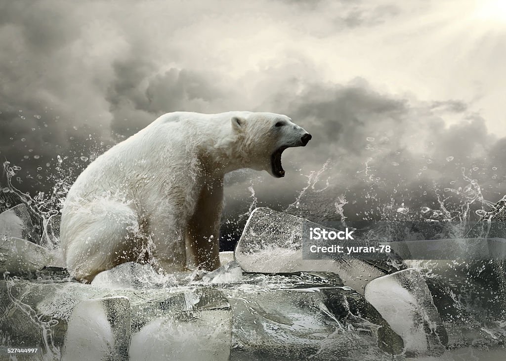 White Polar Bear Hunter on the Ice in water drops. Animal Stock Photo