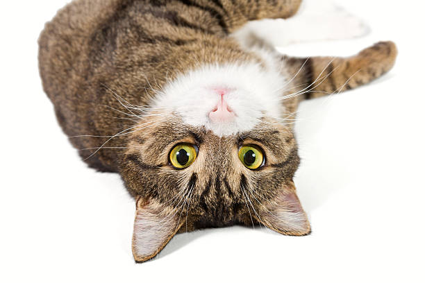 istock Portrait of a grey striped cat 527461927
