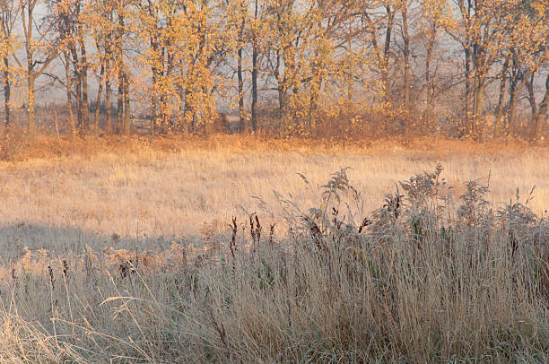 istock first morning frost in the late fall 527462281