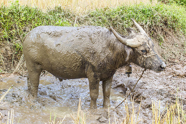 istock buffalo mud play in mud to protect from insects 527462471