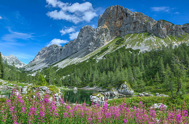 istock Flowers in the mountain meadow 527463123