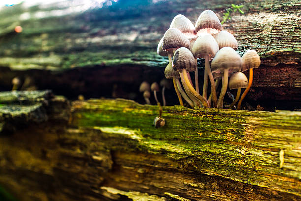 toadstool mushrooms in a forest in autumn stock photo
