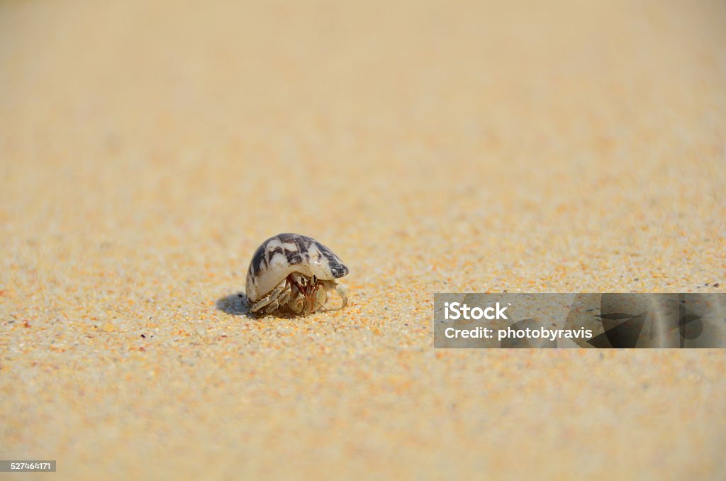 hermit crab on sand a little hermit crab on sand Andaman Sea Stock Photo