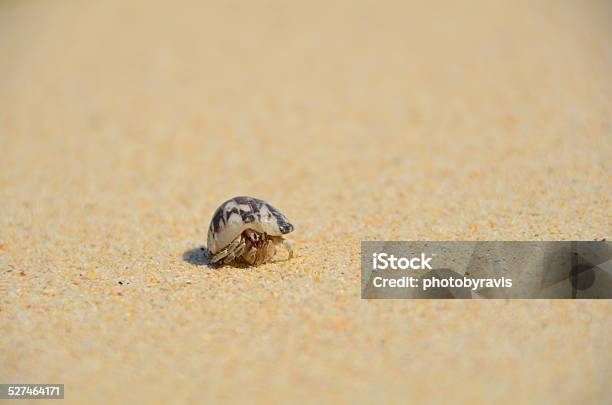 Hermit Crab On Sand Stock Photo - Download Image Now - Andaman Sea, Animal, Beach