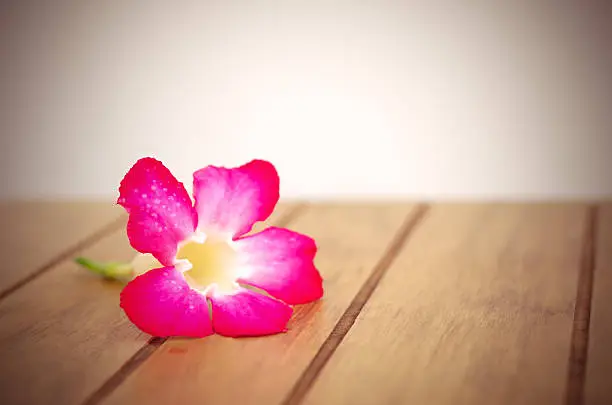 Desert Rose on wood table