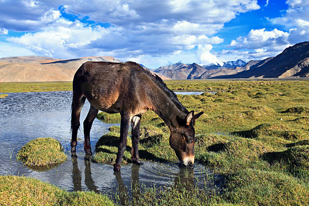 mule agua potable - donkey mule ass lake fotografías e imágenes de stock