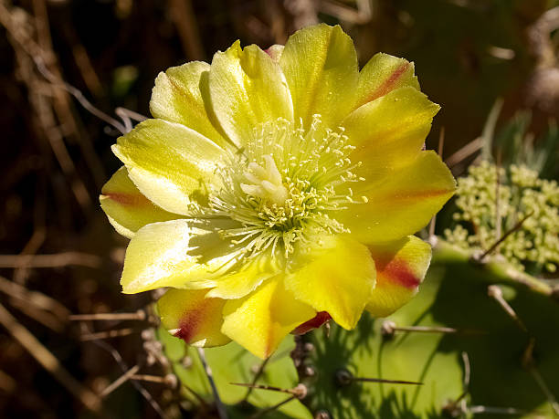 istock Flower of Corse 527465567