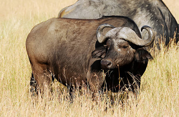 istock Masai Mara Water Buffalo 527466077