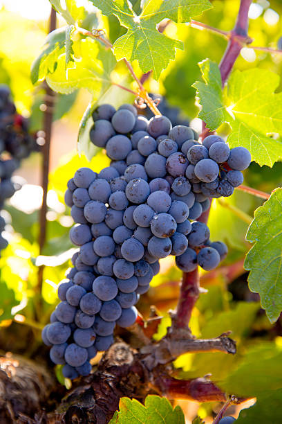 istock Bobal Wine grapes in vineyard raw ready for harvest 527466865