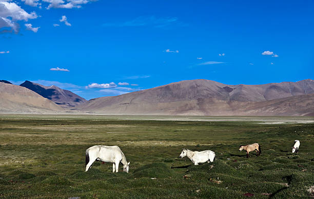 cavalos que pastam - tibet monk architecture india - fotografias e filmes do acervo