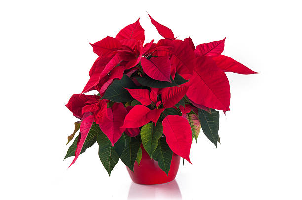 Christmas Poinsettia Red christmas poinsettia potted plant isolated on white background gentianales photos stock pictures, royalty-free photos & images