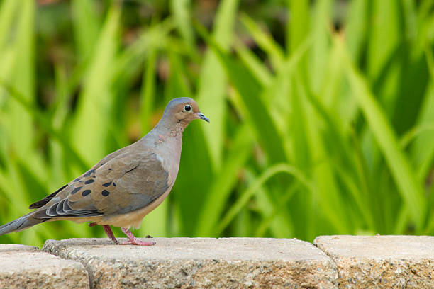istock Mourning Dove On Stone Wall In Front Of Green Grasses 527468023