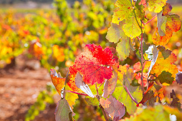 istock autumn colorful golden red vineyard leaves 527476777