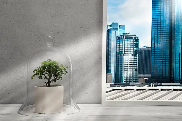 Bonsai under jell jar on window sill, view to skyscrapers