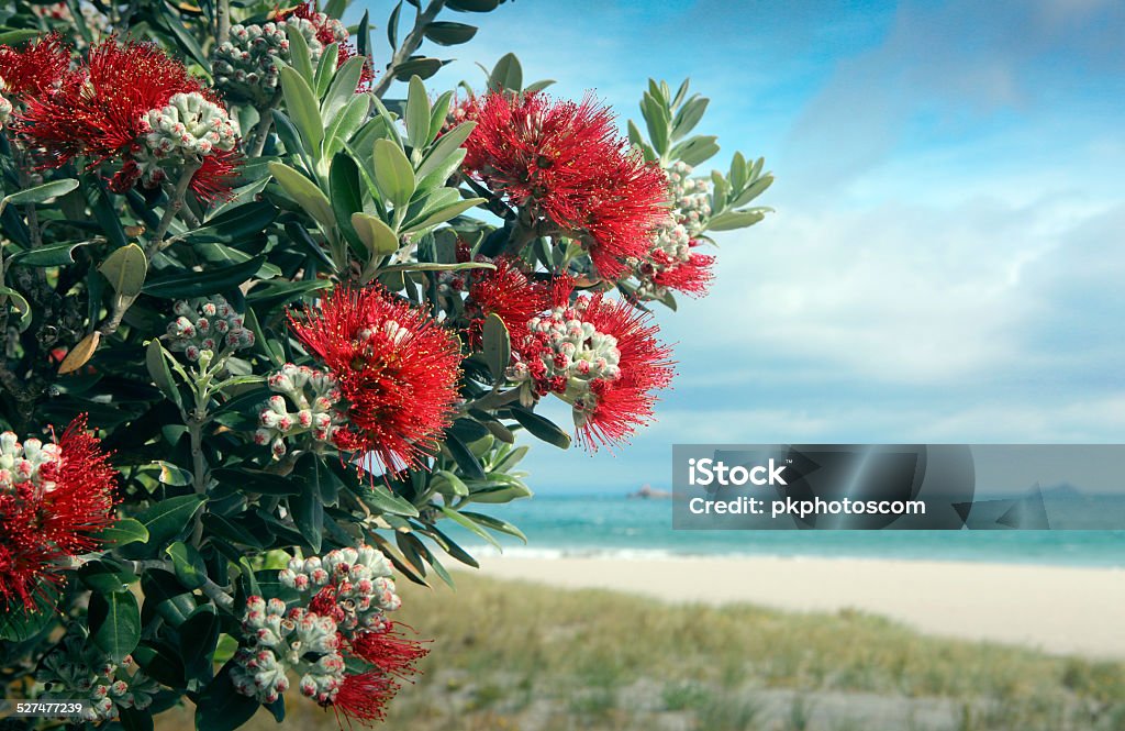Pohutukawa tree red flowers on sandy beach Pohutukawa tree red flowers on sandy beach in Mount Maunganui, New Zealand Pohutukawa Tree Stock Photo