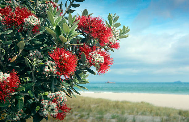 Pohutukawa tree red flowers on sandy beach Pohutukawa tree red flowers on sandy beach in Mount Maunganui, New Zealand mount maunganui stock pictures, royalty-free photos & images
