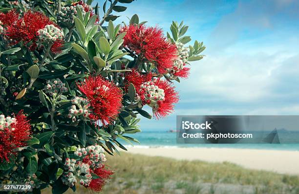 Pohutukawa Tree Red Flowers On Sandy Beach Stock Photo - Download Image Now - Pohutukawa Tree, New Zealand, Beach