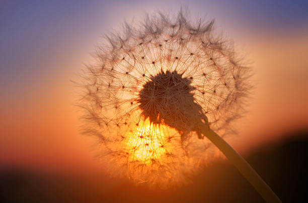 istock Golden sunset and dandelion 527477531