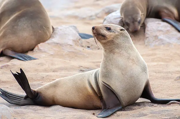 At a colony of Cape Fur Seals at Cape Cross on the Atlantic Ocean in Namibia.