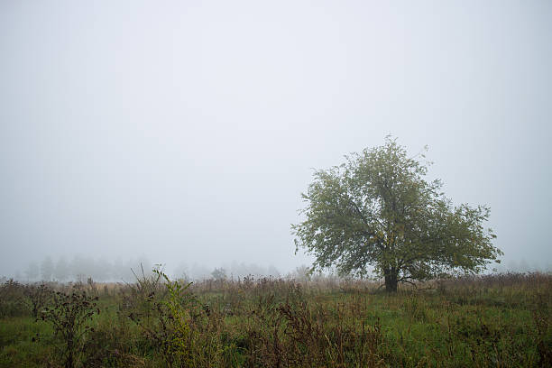 landscape lone tree in the fog stock photo