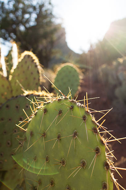 кактус - sun lens flare sedona desert стоковые фото и изображения