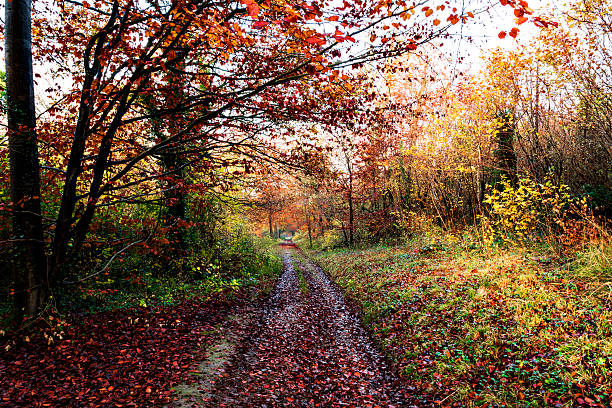 istock Autumn colours in a wood. 527478481