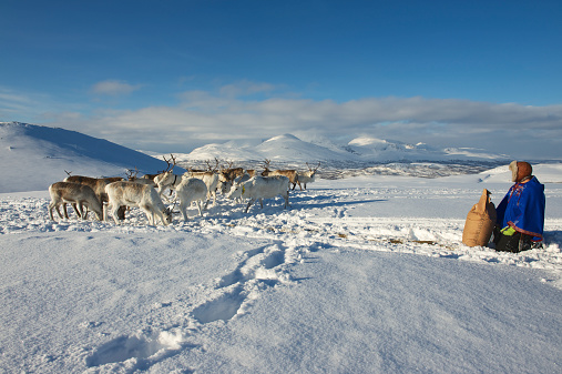 Tromso, Norway - March 28, 2011: Unidentified Saami man brings food to reindeers in deep snow winter, Tromso region, Northern Norway.