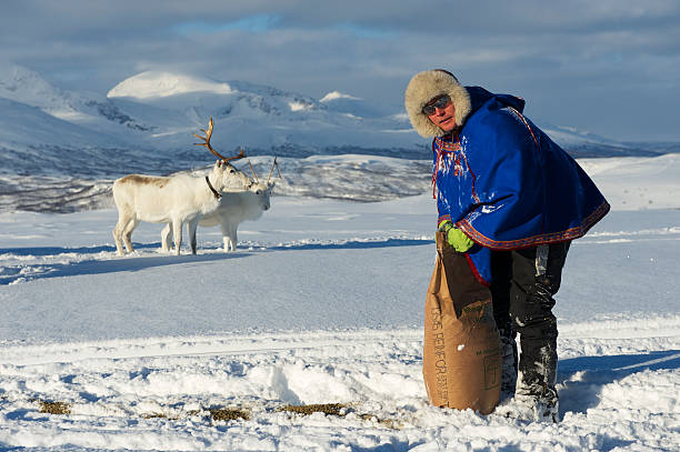 saami man brings food to reindeers in deep snow, norway. - same direction bildbanksfoton och bilder