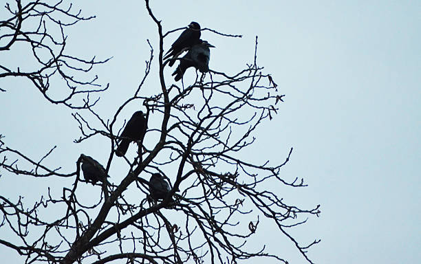 flock of blackbirds