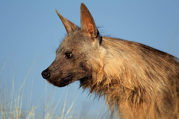 istock Brown hyena portrait 527480035